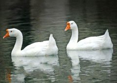 養(yǎng)鵝禁忌有哪些？看看你中了幾條！