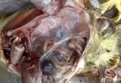 黃病毒在南方各個地區(qū)多發(fā)，這里帶你了解黃病