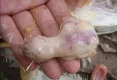 肉雞最頭疼的還是腺肌胃炎，到底該怎么解決？