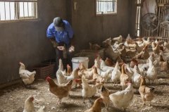 雞新城疫用什么藥效果好，知道之后無需再區(qū)分