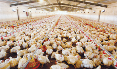 肉雞壞死性腸炎飼料報(bào)酬低，整齊度差嚴(yán)重影響