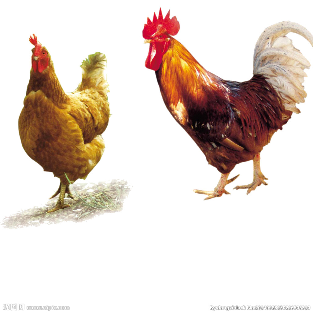  提高肉鴨養(yǎng)殖效益！這八個飼養(yǎng)管理要注意了！（技術(shù)） 